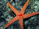 Pearl  Sea Star - Fromia monolis